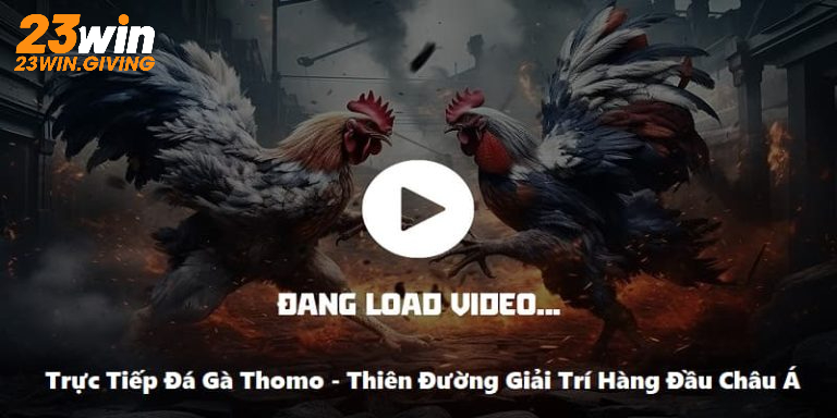 Trực tiếp đá gà Thomo